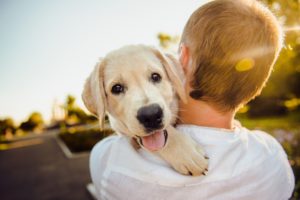 Service Animals